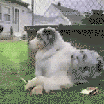 dog