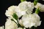 white carnation - flower